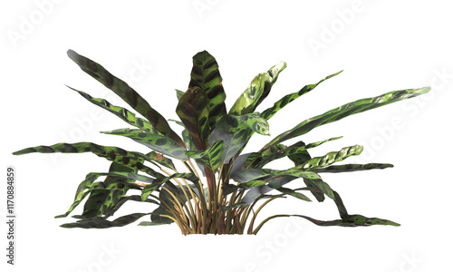 Goeppertia insignis Plant PNG. Rattlesnake plant png. Calathea Insignis Plant isolated on transparent background. Calathea Lancifolia leaves isolated on transparent background. indoor plant png. photo