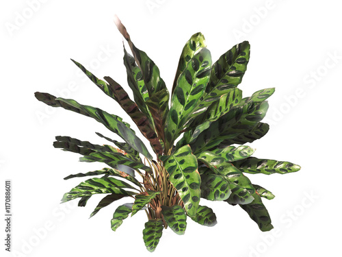 Goeppertia insignis Plant PNG. Rattlesnake plant png. Calathea Insignis Plant isolated on transparent background. Calathea Lancifolia leaves isolated on transparent background. indoor plant png. photo