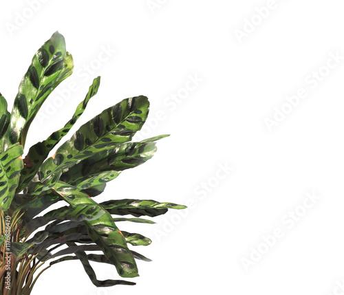 Goeppertia insignis Plant PNG. Rattlesnake plant png. Calathea Insignis Plant isolated on transparent background. Calathea Lancifolia leaves isolated on transparent background. indoor plant png.	 photo