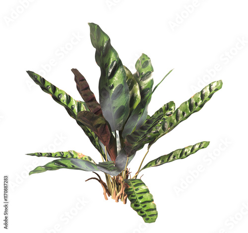 Goeppertia insignis Plant PNG. Rattlesnake plant png. Calathea Insignis Plant isolated on transparent background. Calathea Lancifolia leaves isolated on transparent background. indoor plant png. photo