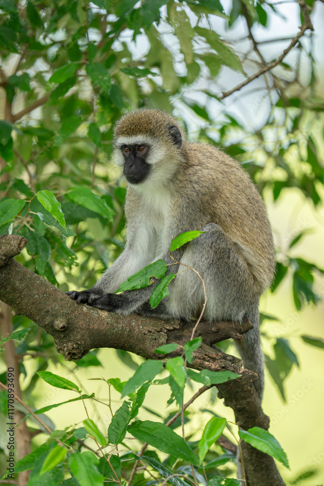Vervet monkey sits on branch hunching shoulders Vervet monkey sits on branch hunching shoulders