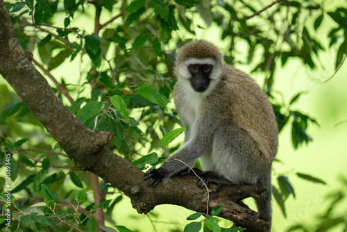 Vervet monkey sits on branch watching camera