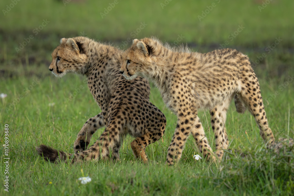 Fototapeta premium Two cheetah cubs stand turning to stare