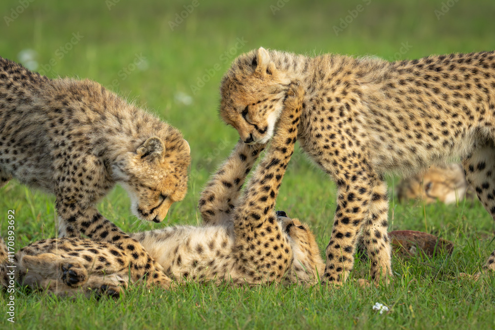 Two cheetah cubs stand wrestling with another Two cheetah cubs stand wrestling with another