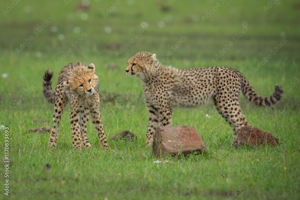 Naklejka premium Two cheetah cubs stand on short grass