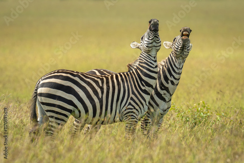 Two plains zebras stand mirroring each other photo