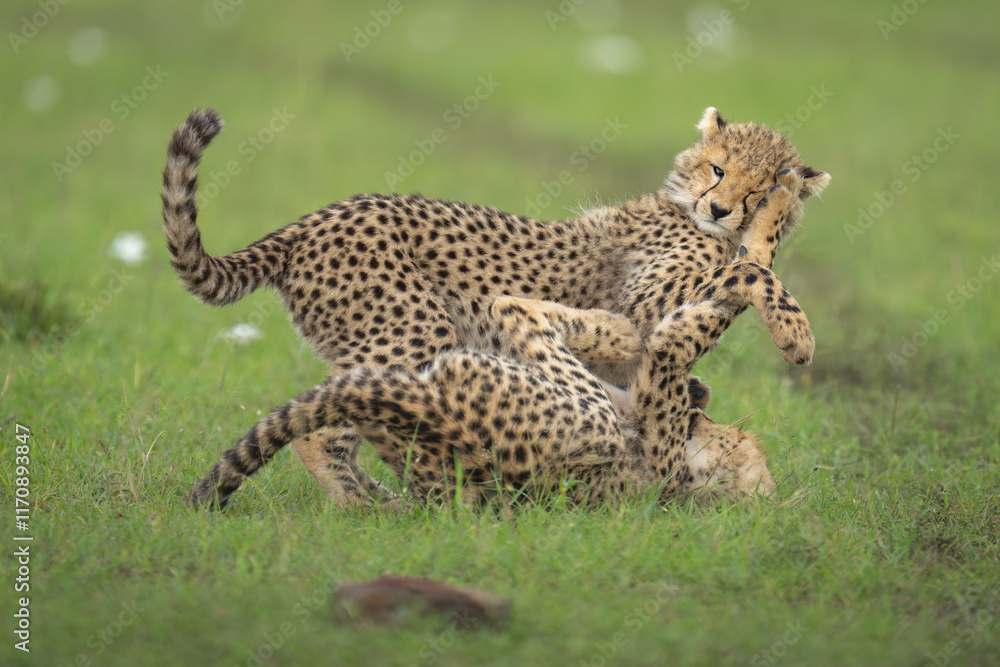 Two cheetah cubs play together in grass Two cheetah cubs play together in grass
