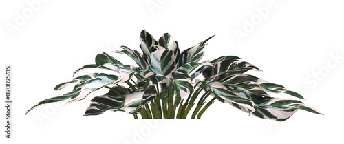 Calatheas Plant PNG. Calatheas Plant isolated on transparent background. Calatheas plant isolated on White background. Calatheas Plant leaves isolated. decorative house plant PNG.