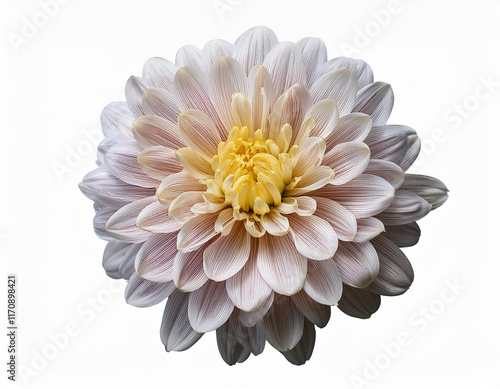 Wallpaper Mural Chrysanthemum flower isolated on a white background. Torontodigital.ca