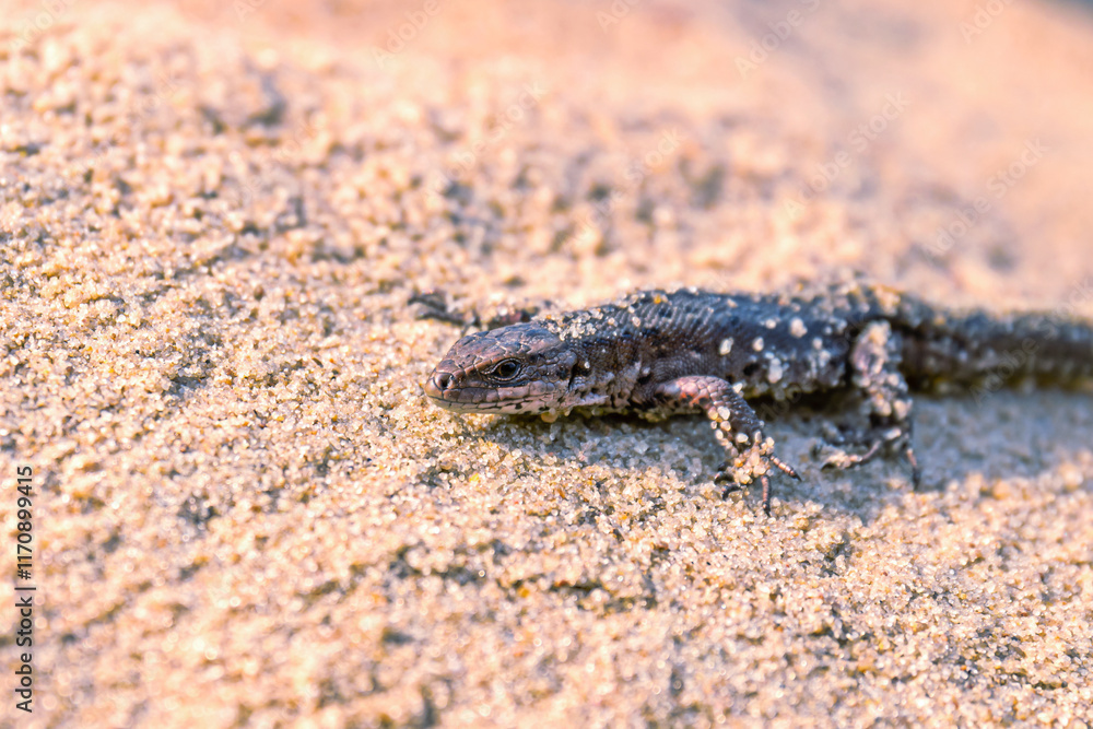 Obraz premium A small viviparous lizard - Lacerta agilis - in its natural habitat. close up