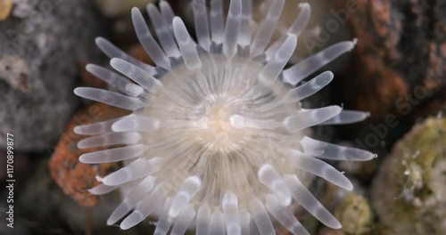 Cnidaria Aulactinia stella close-up, order Actiniaria. Tentacles and mouthparts are visible. White Sea photo