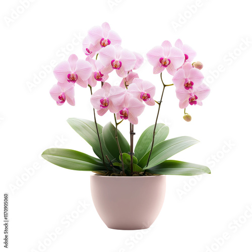 Elegant Pink Orchid in Pot with Leaves on Transparent Background