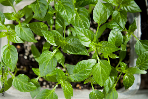 Wallpaper Mural Young plant seedlings of Chili pepper vegetable, modern activity for climate change - gardening edible plants for food. Torontodigital.ca