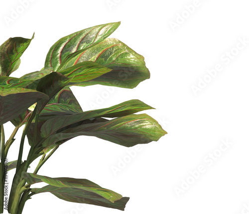 Calathea Erythroneura Plant isolated on transparent background. Calathea leaves isolated on White background. PNG Calathea plant isolated on transparent background. Calathea Ornamental House Plant PNG photo