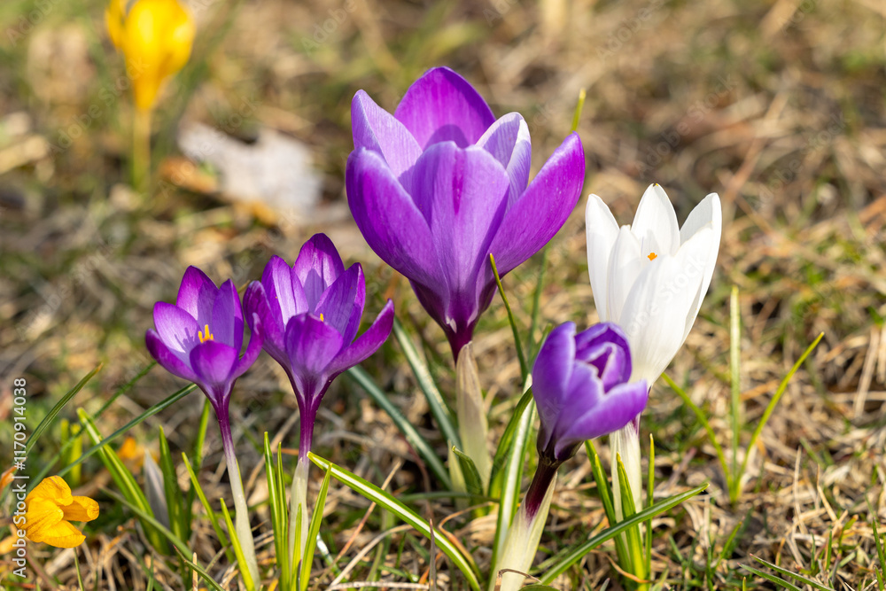 Close view of blooming crocuses Close view of blooming crocuses