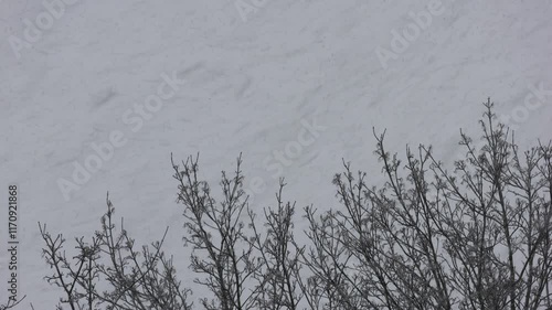 Wintereinbruch mit heftigem Schneefall über Baumwipfeln