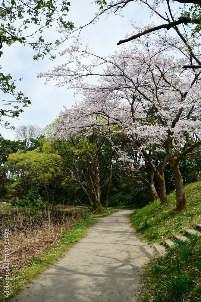 じゅんさい池公園の桜(新潟県) じゅんさい池公園の桜(新潟県)