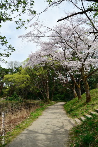 じゅんさい池公園の桜（新潟県） photo