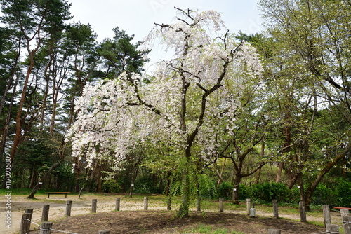 じゅんさい池公園の桜（新潟県） photo