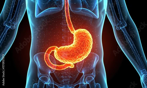 3D x-ray illustration of human stomach anatomy with glowing digestive system. Stomach disease, digestion and health concept