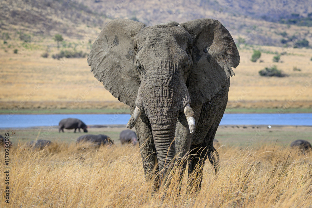 Obraz premium Closeup of an african elephant, Pilanesberg National Park, South Africa