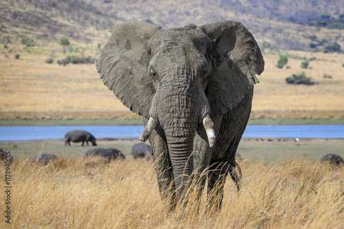 Closeup of an african elephant, Pilanesberg National Park, South Africa