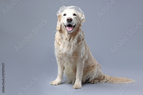 Cute funny dog with shower cap on grey background photo