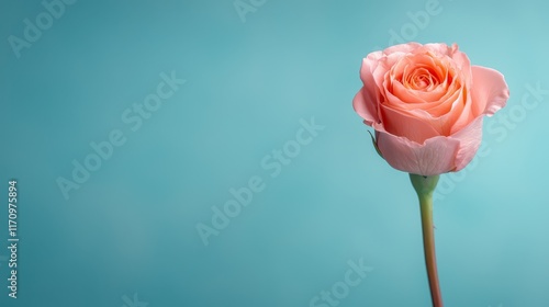 A single pink rose on a blue background
