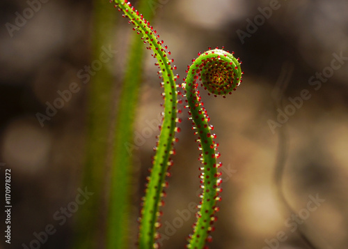 Curling leaf of dewy pine (Drosophyllum lusitanicum), the Portuguese sundew, Portugal photo