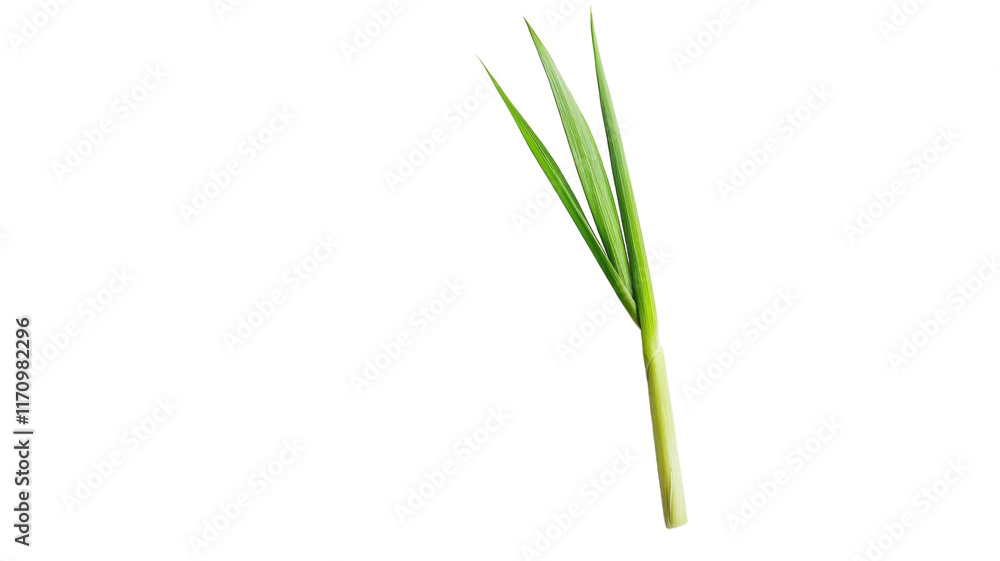 A Single Stalk of Lemongrass with Vibrant Green Leaves - Perfect for Culinary and Aromatic Uses in Recipes and Beverages. A Single Stalk of Lemongrass with Vibrant Green Leaves - Perfect for Culinary and Aromatic Uses in Recipes and Beverages.