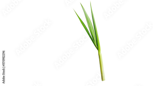 Obraz na płótnie A Single Stalk of Lemongrass with Vibrant Green Leaves - Perfect for Culinary and Aromatic Uses in Recipes and Beverages. w salonie