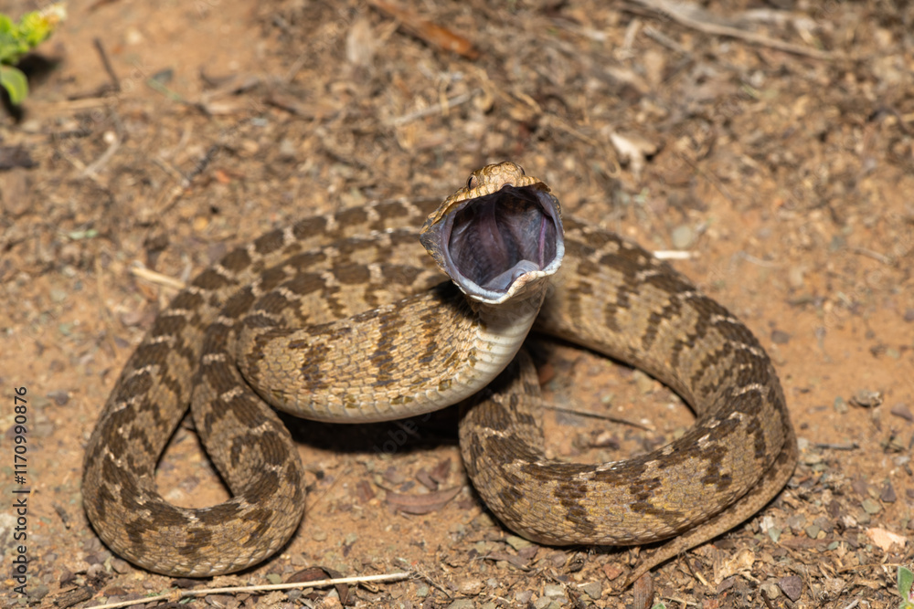 Obraz premium A defensive rhombic egg eater (Dasypeltis scabra), also known as a common egg eater, or egg-eating snake, in the wild