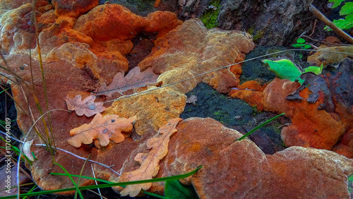 Phellinus robustus - saprophytic wood fungus on an old oak tree stump in a garden, Odessa photo