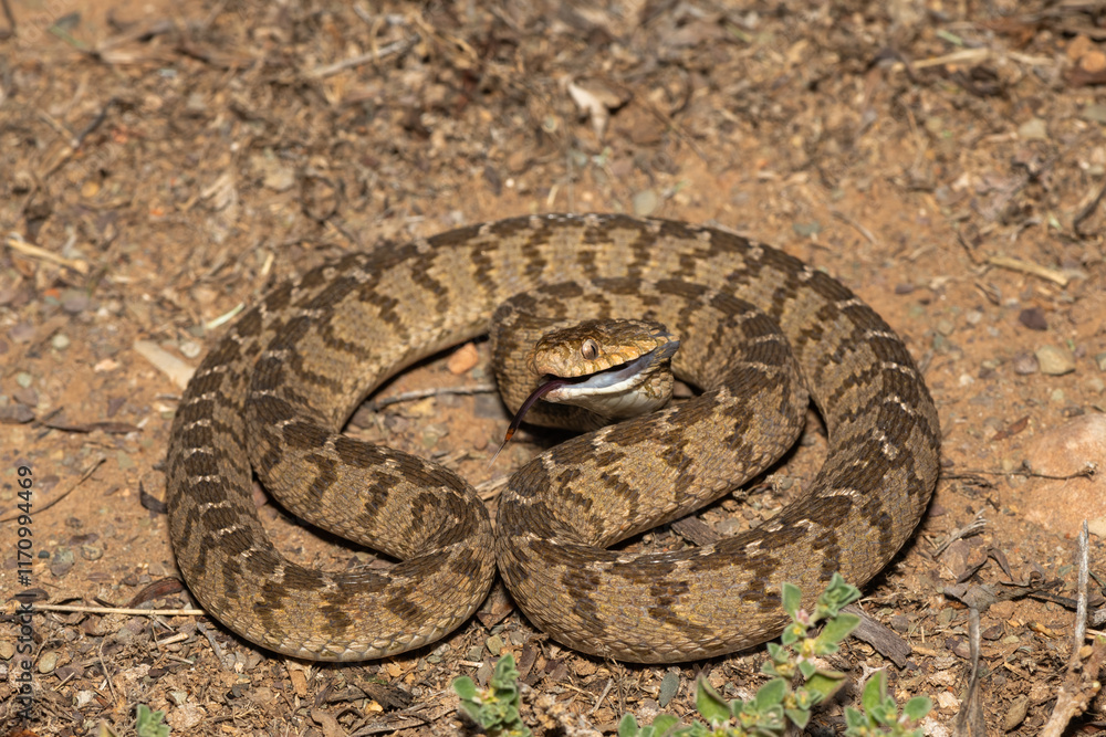Obraz premium A defensive rhombic egg eater (Dasypeltis scabra), also known as a common egg eater, or egg-eating snake, in the wild