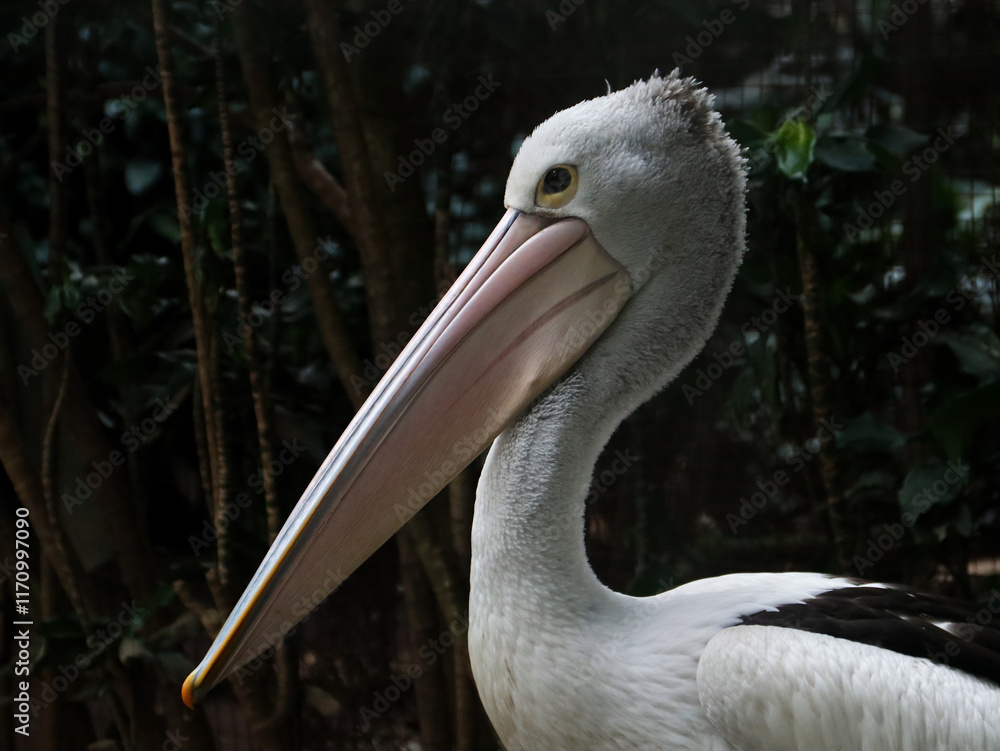 The Australian pelican (Pelecanus conspicillatus) is a large waterbird in the family Pelecanidae, widespread on the inland and coastal waters of Australia, also in parts of Indonesia The Australian pelican (Pelecanus conspicillatus) is a large waterbird in the family Pelecanidae, widespread on the inland and coastal waters of Australia, also in parts of Indonesia