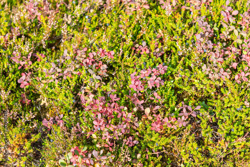 Top view of tundra arctic vegetation, growing berries, moss and grass. Green nature background.