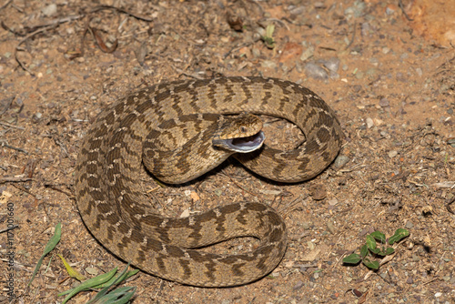 A defensive rhombic egg eater (Dasypeltis scabra), also known as a common egg eater, or egg-eating snake, in the wild photo