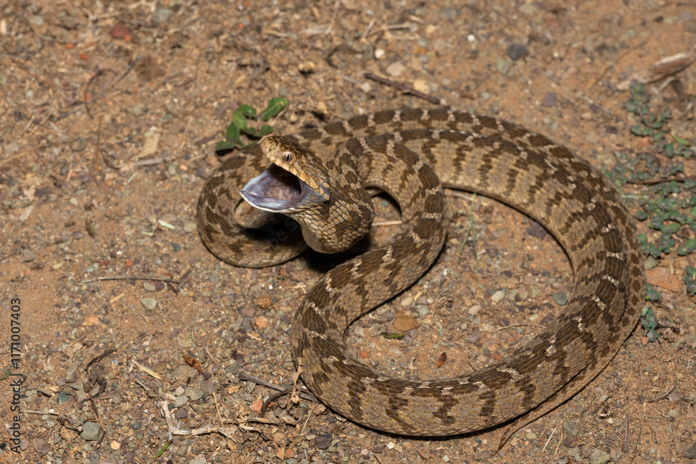 Obraz premium A defensive rhombic egg eater (Dasypeltis scabra), also known as a common egg eater, or egg-eating snake, in the wild