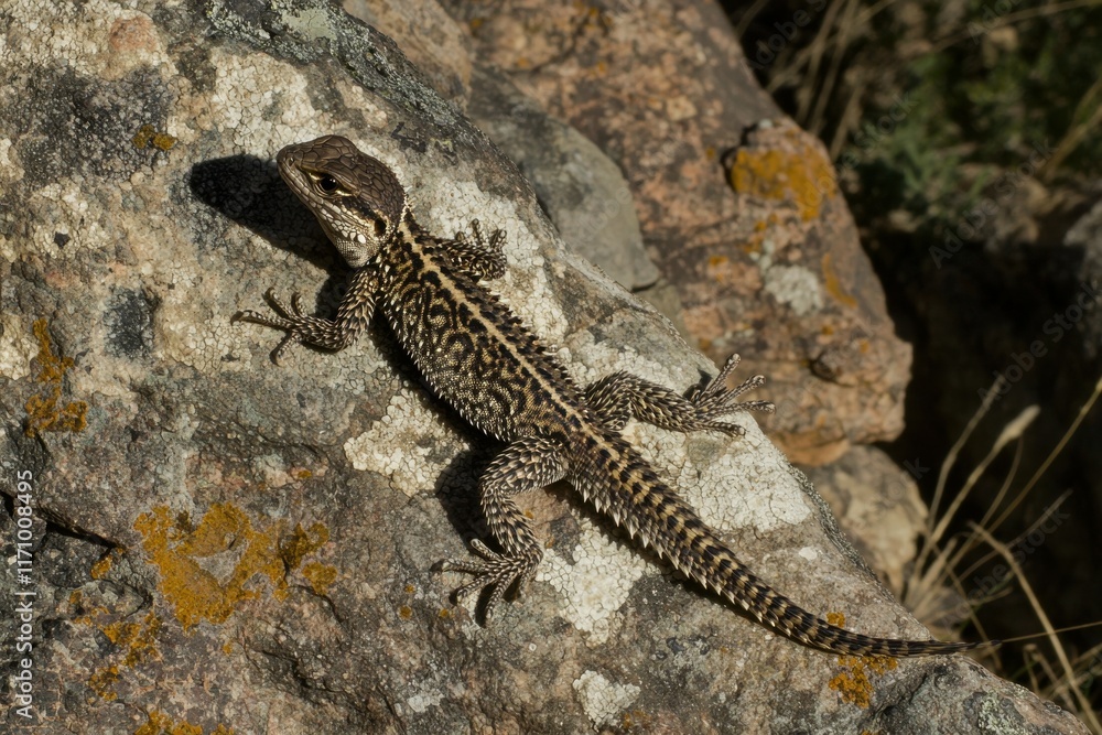 Lava Lizard on Rock