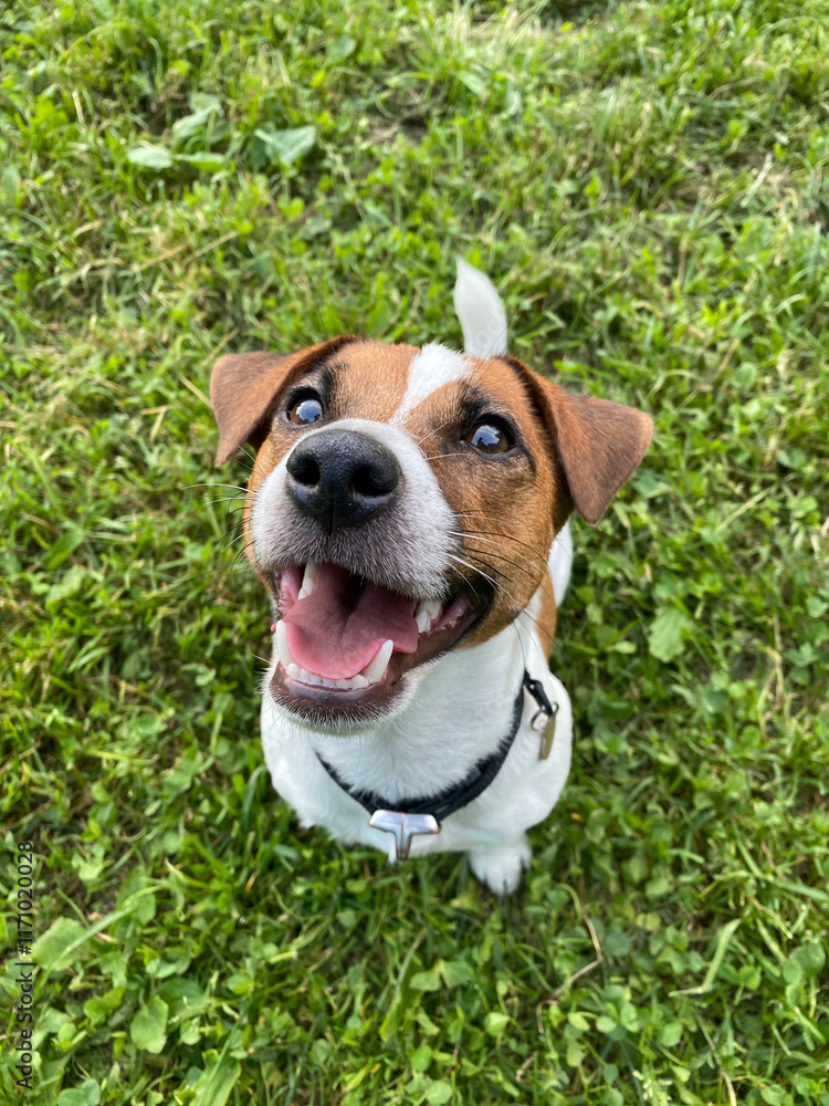 jack russell terrier puppy