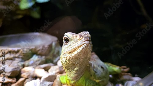 Exotic lizard, close-up, in a zoo terrarium