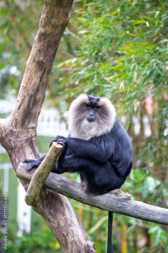 Obraz premium The lion-tailed macaque sitting on a branch of a tree.