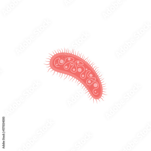 Escherichia Coli Illustration