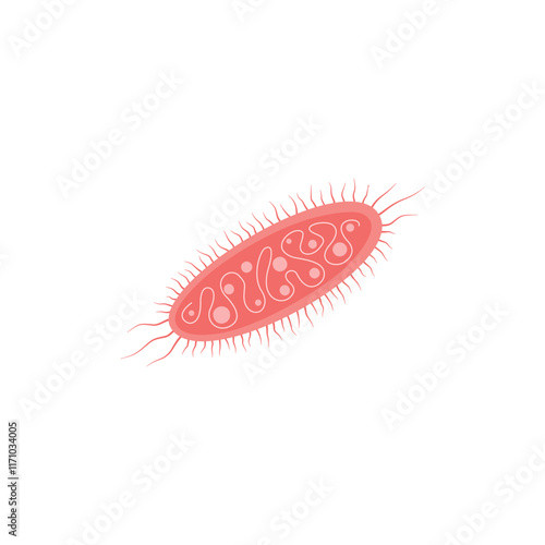 Escherichia Coli Illustration
