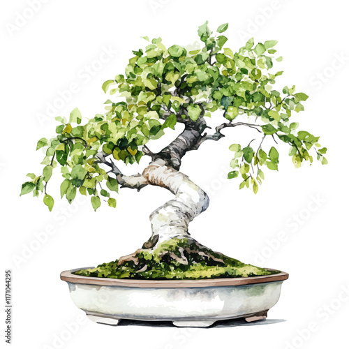 A watercolor vector painting of a European Hornbeam Bonsai, isolated on a white background. European Hornbeam Bonsai vector.

