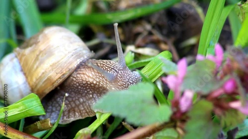 Snail, in the foreground, eating a leaf from the garden on a summer day