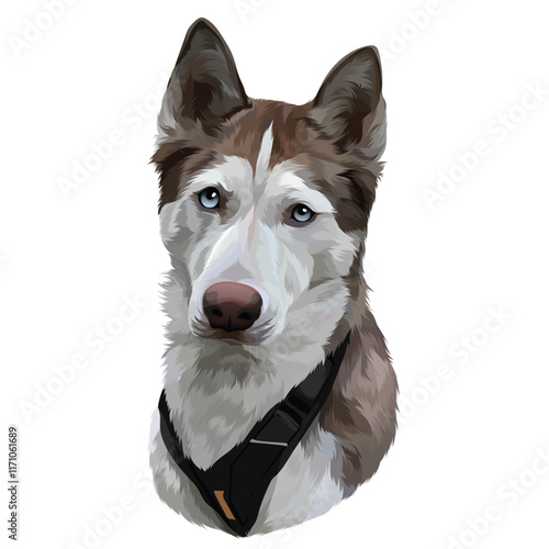 border collie dog