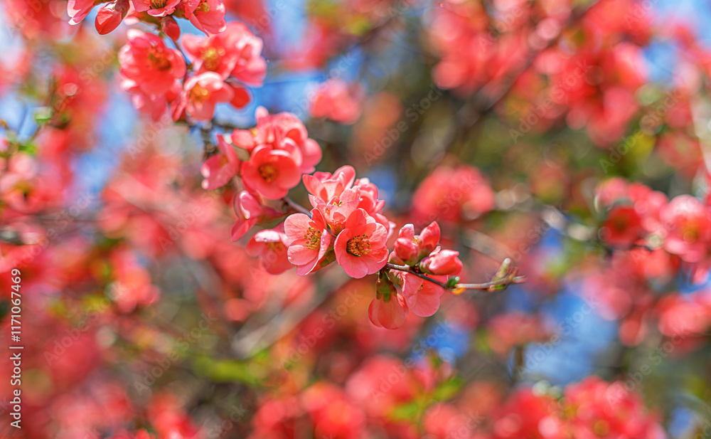 Spring pink flowers on a flowering bush. Spring pink flowers on a flowering bush.