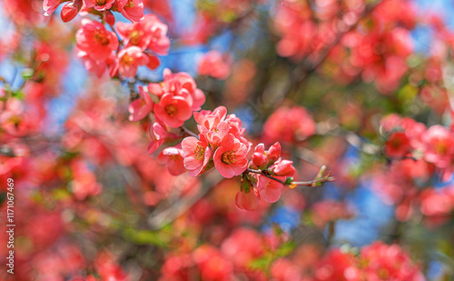 Obraz na płótnie Spring pink flowers on a flowering bush. w salonie