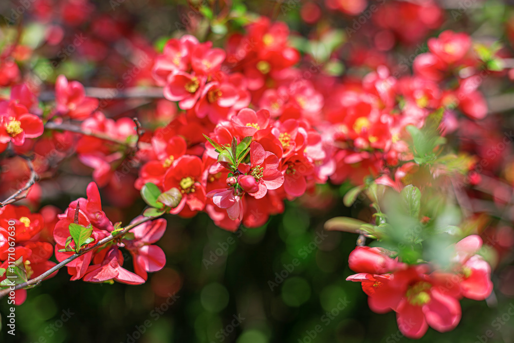 Spring pink flowers on a flowering bush. Spring pink flowers on a flowering bush.